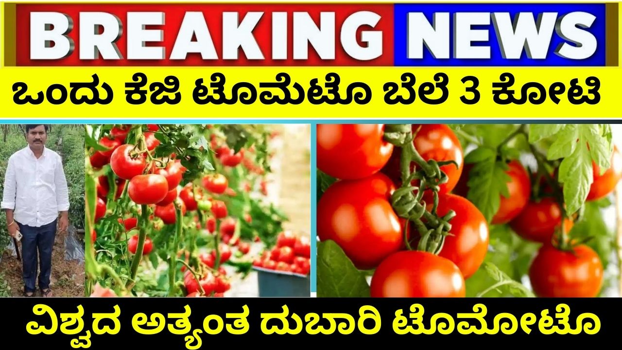 1 kg tomato costs 3 crore rupees