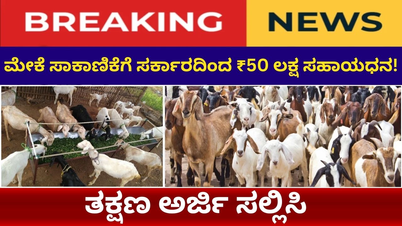 Goat farming Kannada