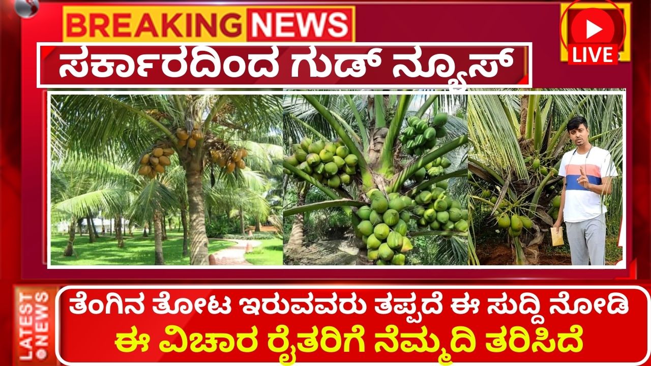Good news from the government for coconut farmers