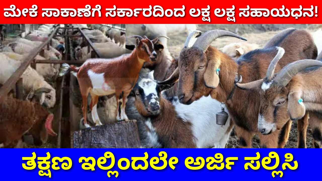 goat farming subsidy kannada